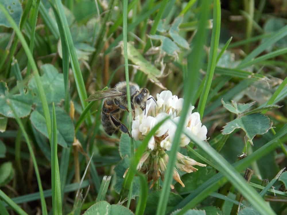 What Is Clover Honey All Natural Honey Browning s Honey